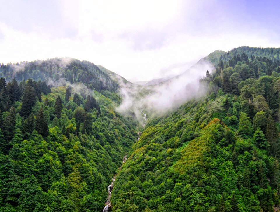 Tree nature landscape
