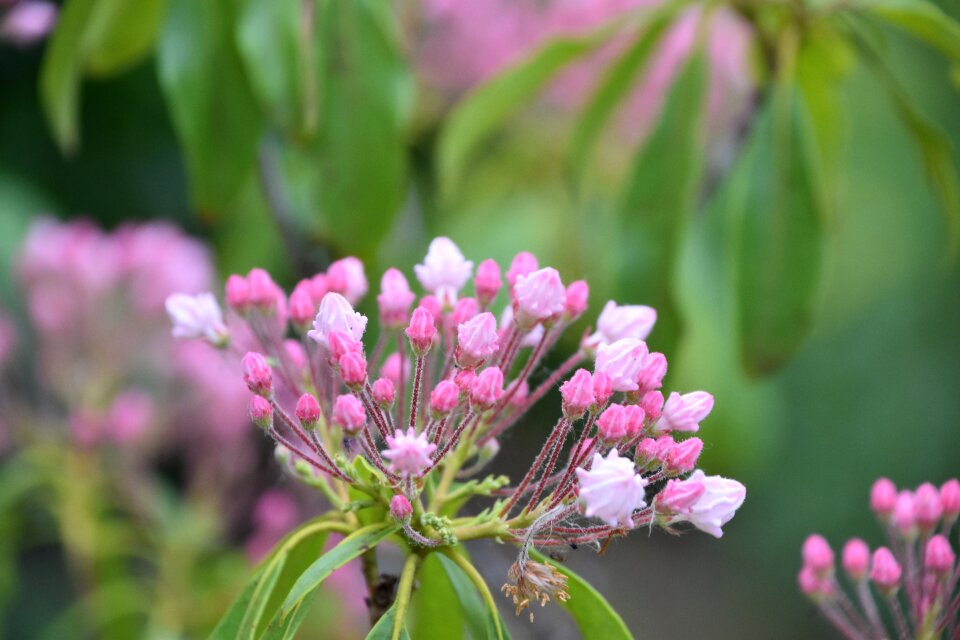 Color pink garden pale pink
