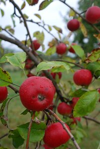 The swabian rose-apple dessert fruit regional places