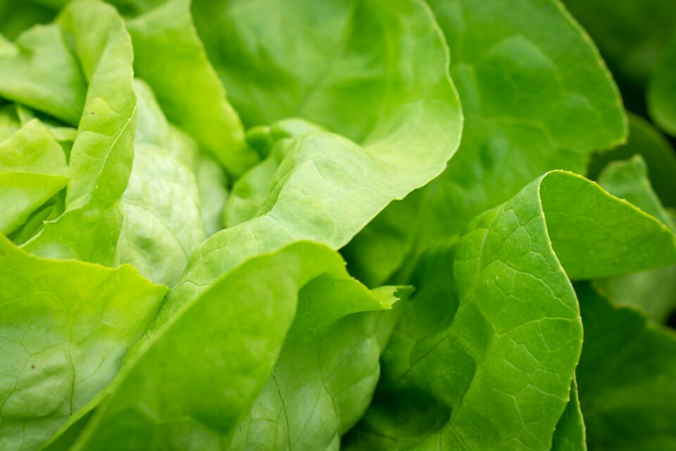 Head of lettuce green fresh