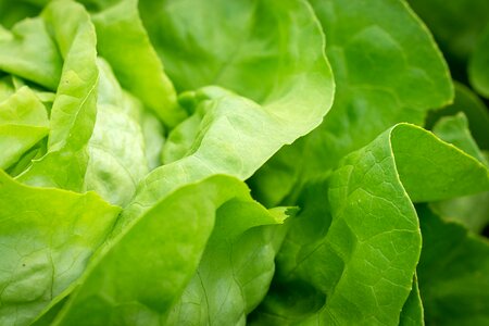 Head of lettuce green fresh photo