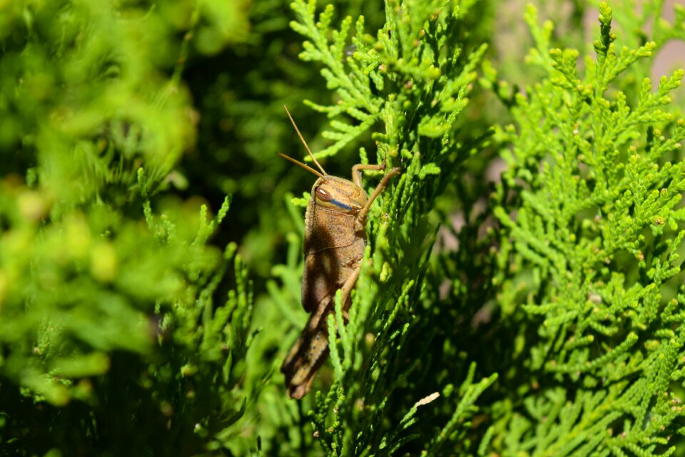 Tree nature plant