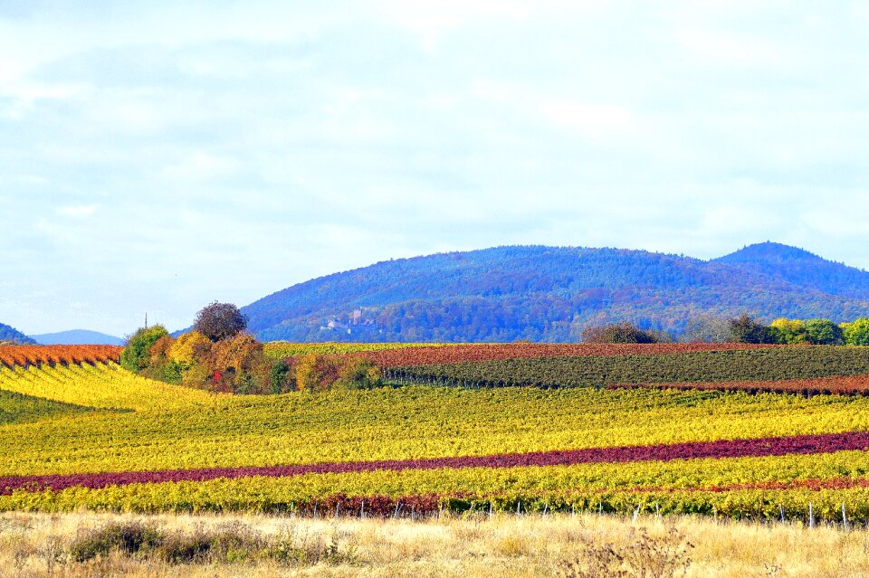 Vineyards autumn landscape