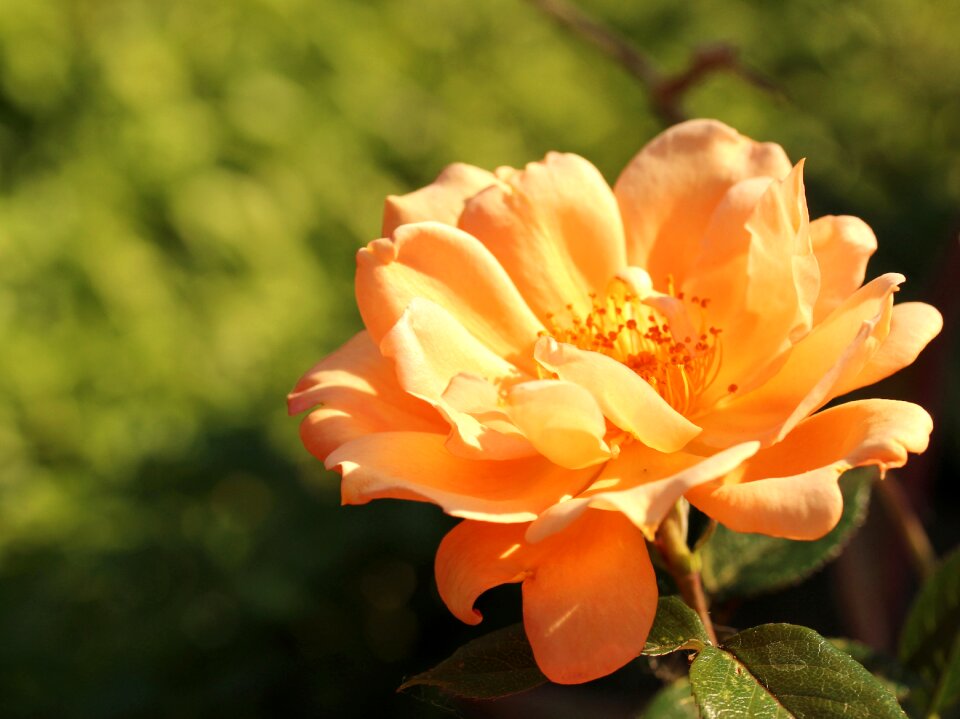 Flower plant summer