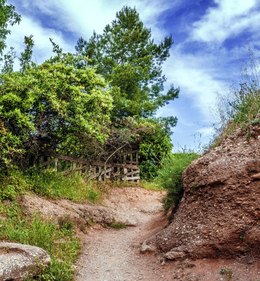 Trees trail forest