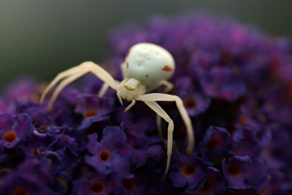 Macro butterfly bush bug
