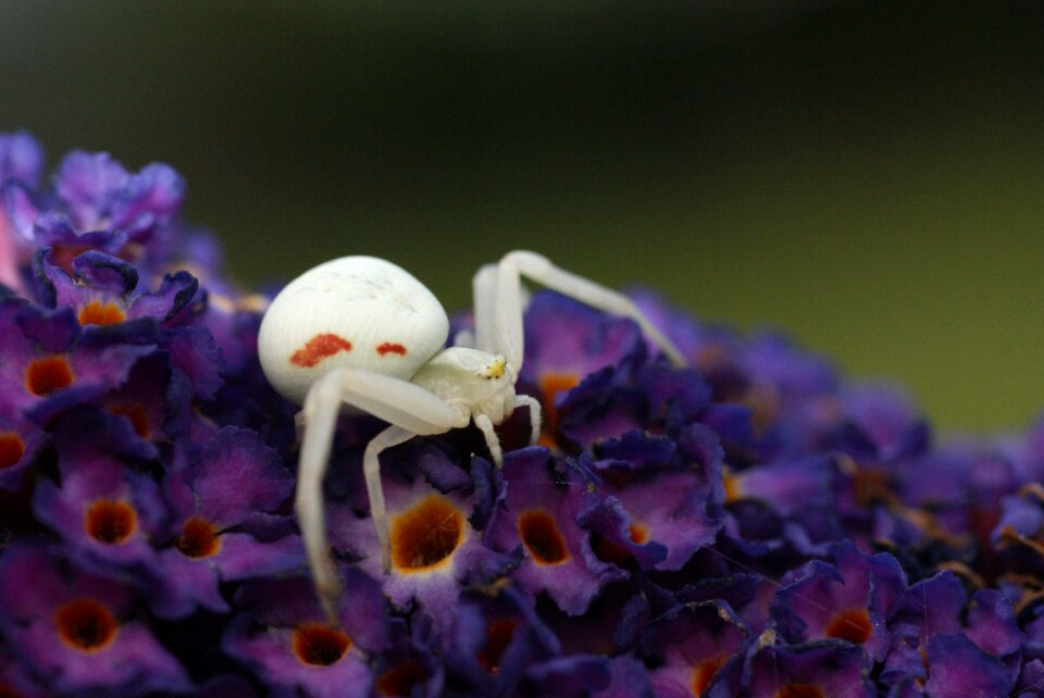Macro butterfly bush bug