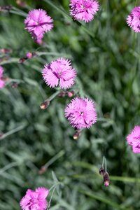 Pink pink flowers cushion flower photo