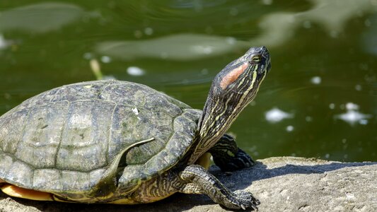 Reptile river sits