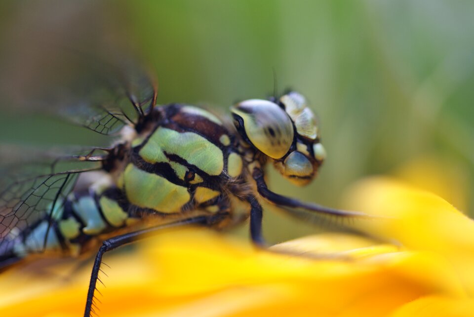 Macro bug close up