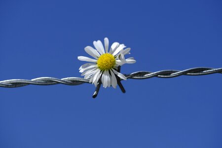 Bloom barbed wire fence photo
