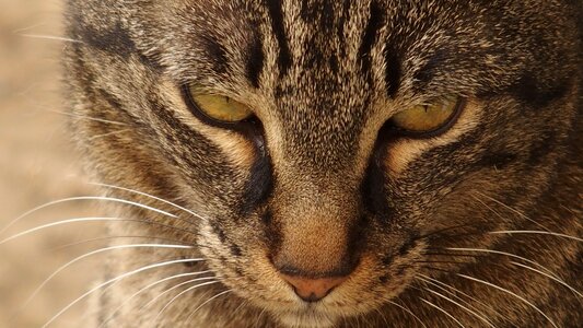 Cat look Free photos