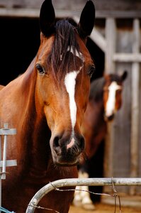 Portrait equine brown photo