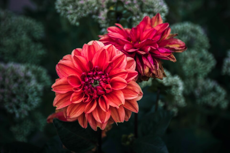 Floral vivid colours