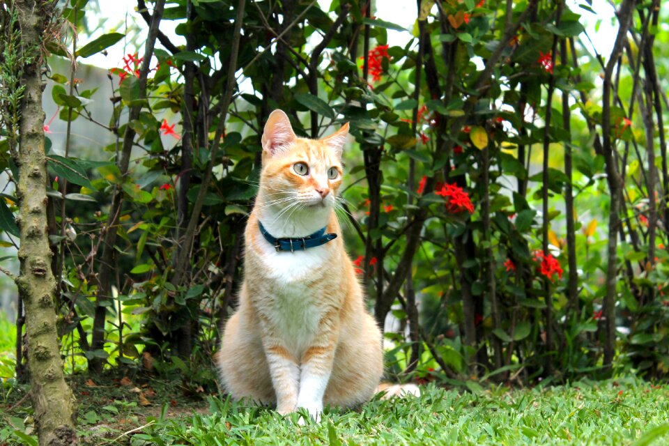 Nature pet cute