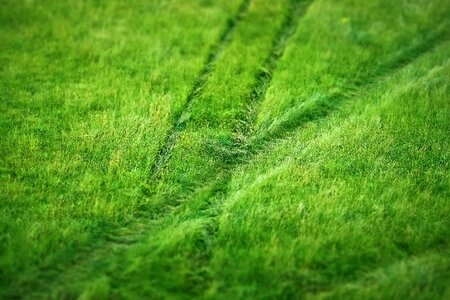 Summer field plant