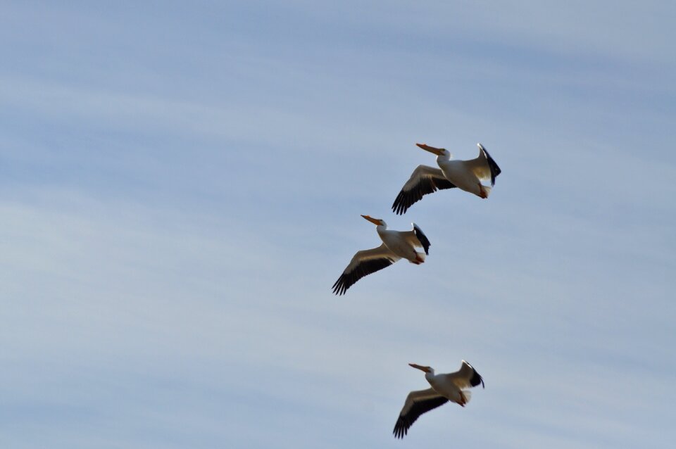 Wildlife sky seabird