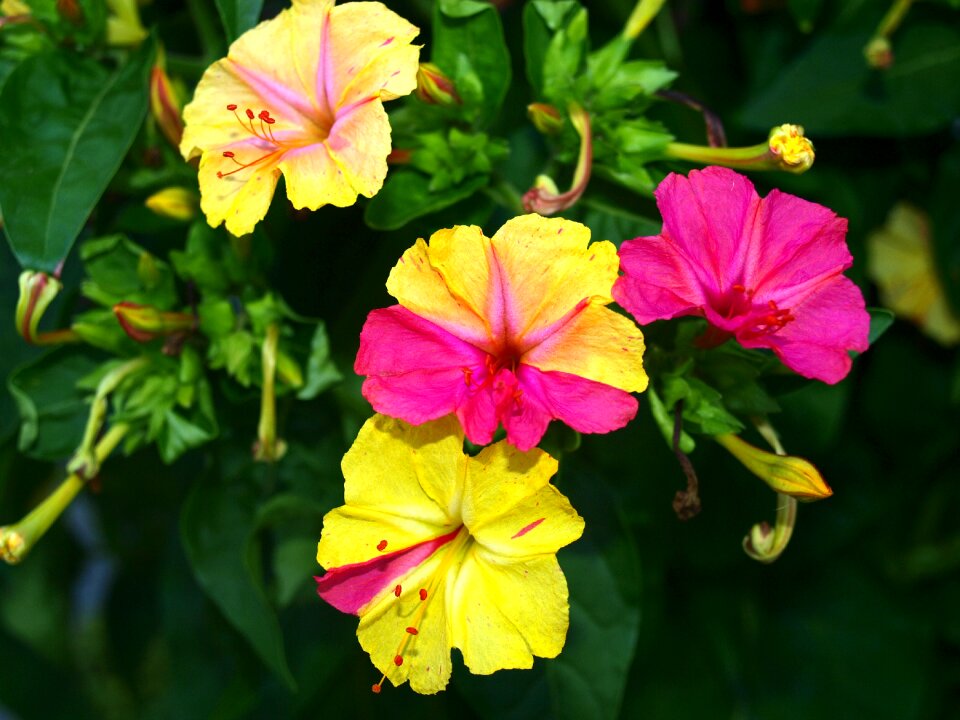 Nature flowering spring