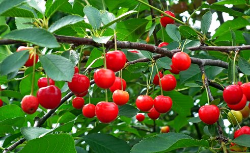 Summer fresh vitamins