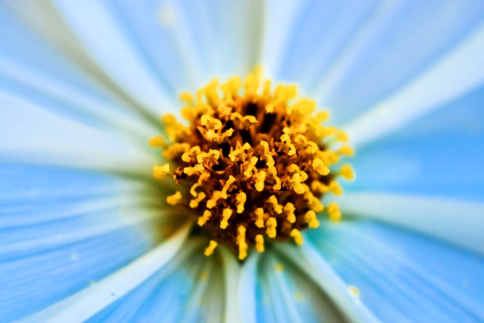 Blossom bloom close up