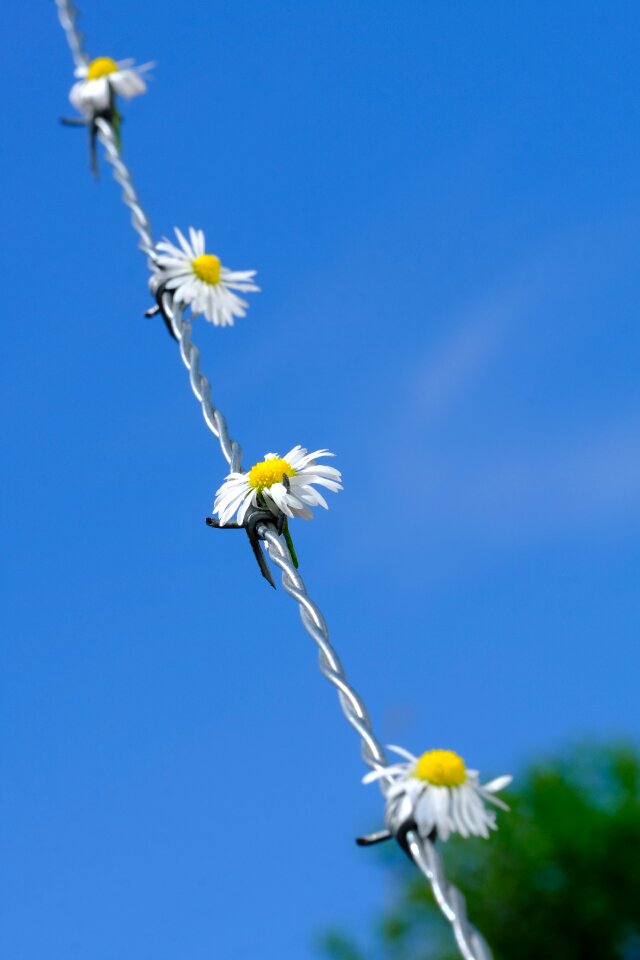 Bloom barbed wire fence