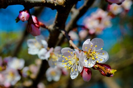 Flowering branch flowering tree sakura photo