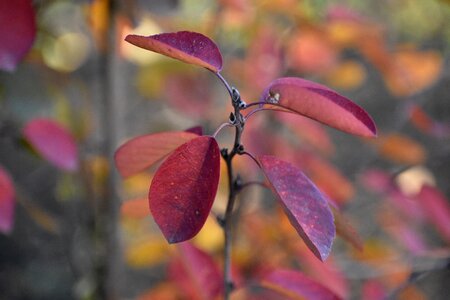 Red saskatoon plant