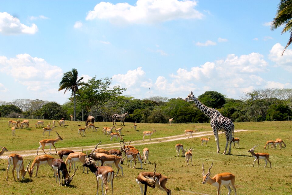 Nature animals giraffe