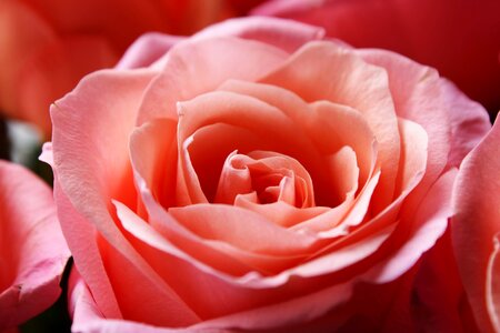 Macro feeling rose