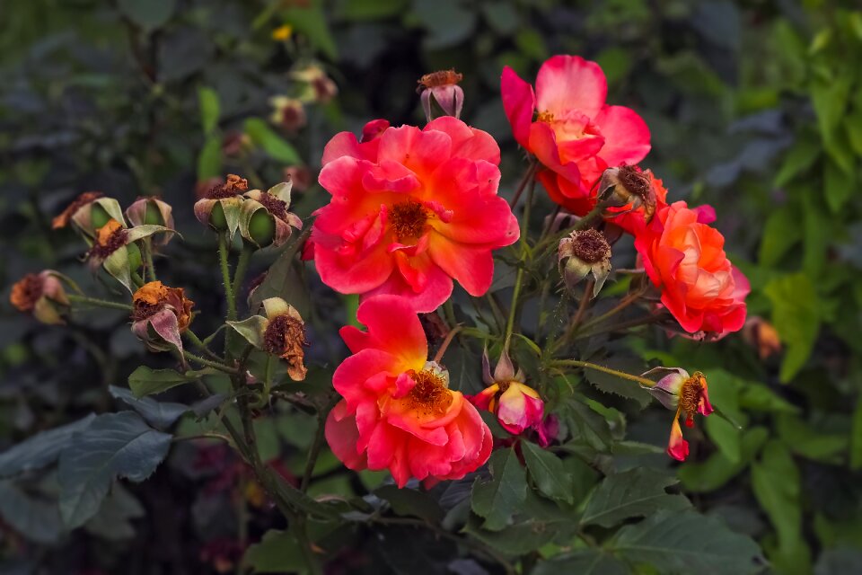 Bloom nature petals
