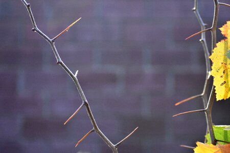 Leaves yellow needle