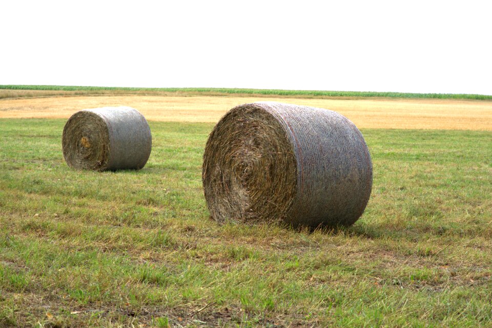 Agriculture field stubble