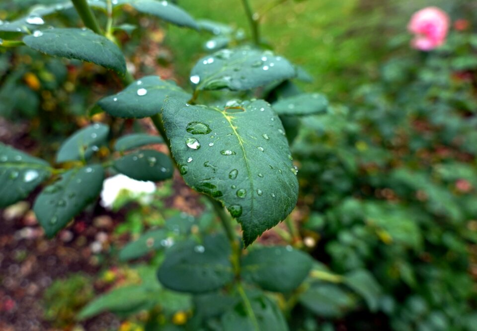 Water green background