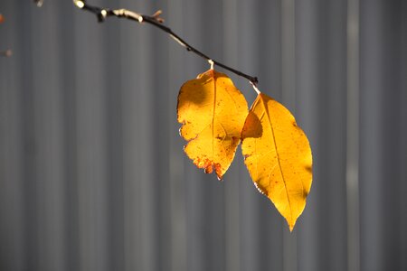 Leaves yellow plant