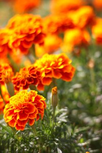 Bloom flower plant