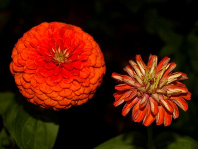 Orange flower calendula nature