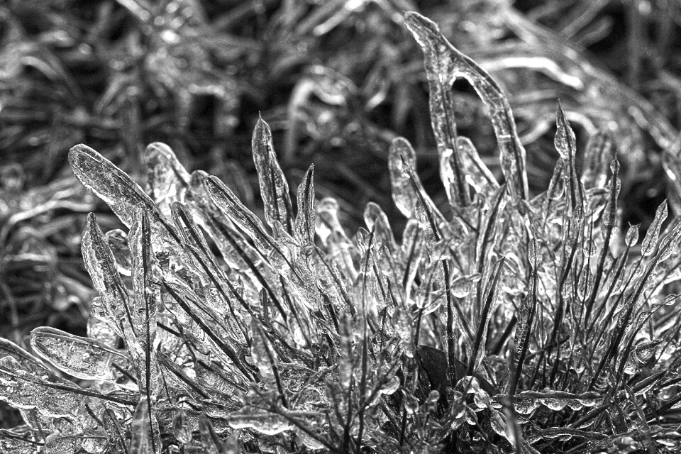 Hoarfrost cold frozen