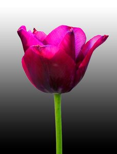 Flower tulip plant photo