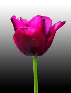 Flower tulip plant