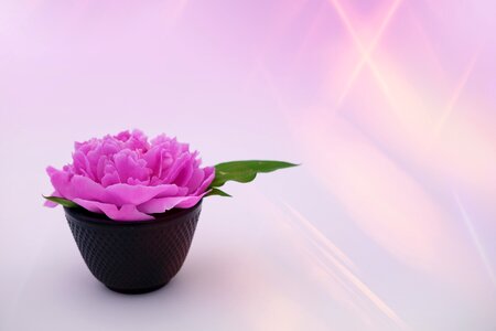 Physio peony rose