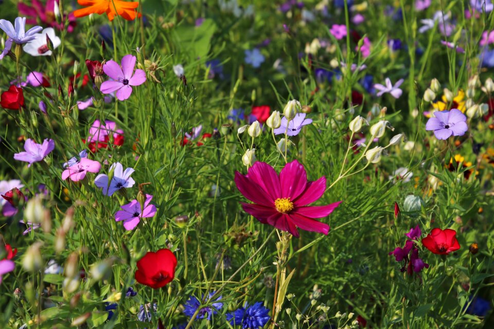 Plant nature boost
