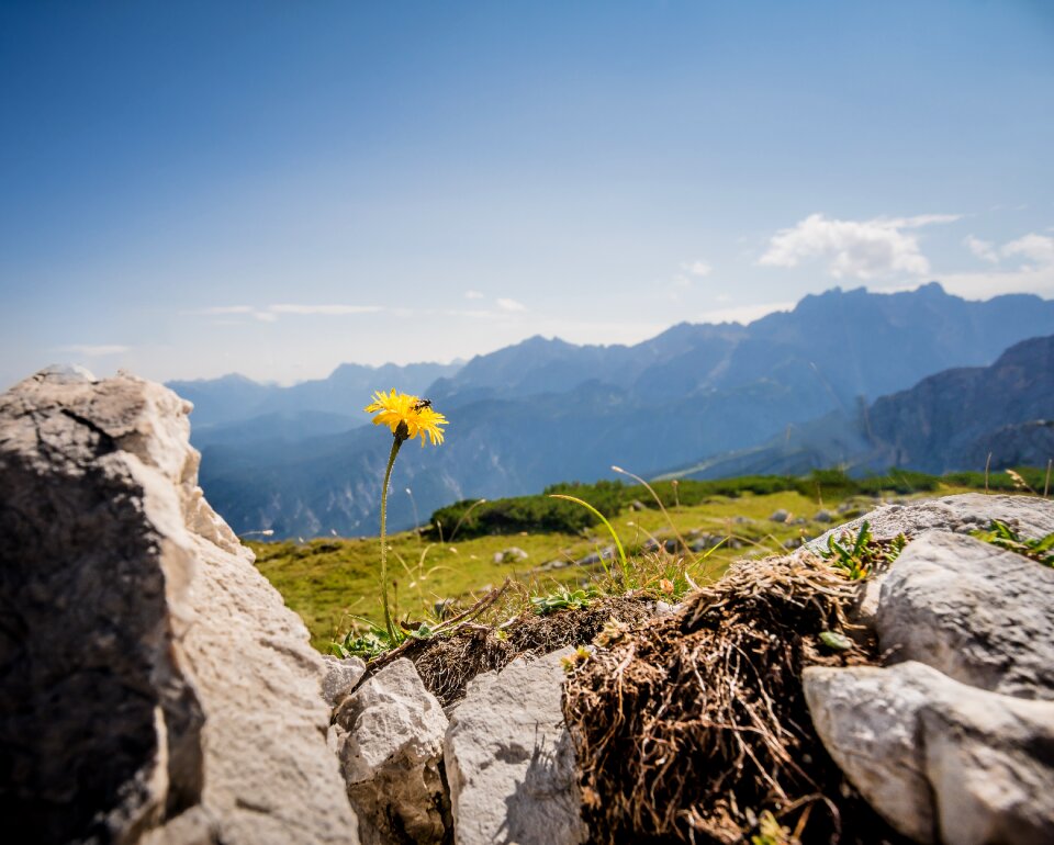 Nature flowers meadow