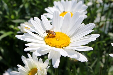 Nature spring flowers