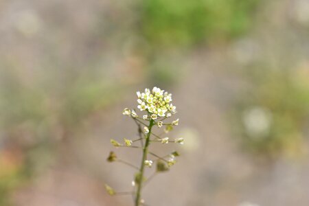 Horseradish spring sprouts horseradish flower