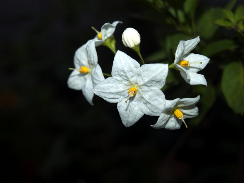 White flower flowering petals