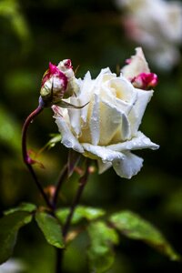 Romantic love valentine's day