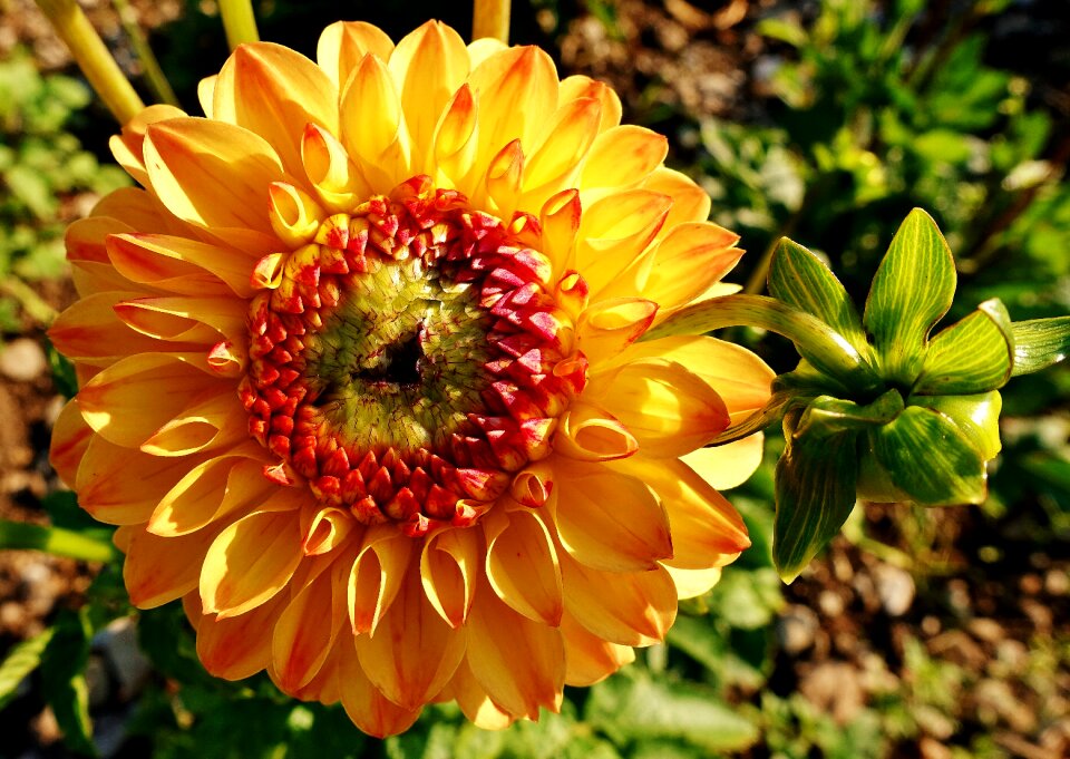 Blossom bloom nature
