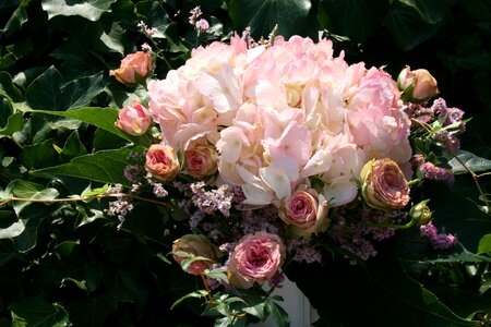 Roses floral pink