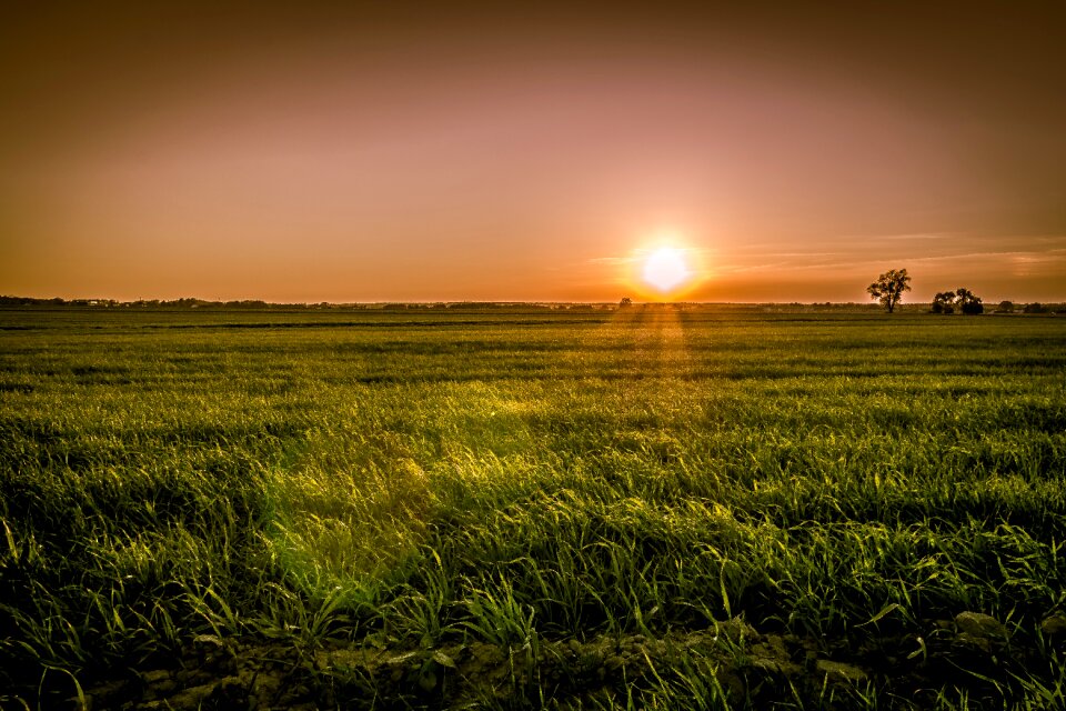 Rural landscape golden color grass