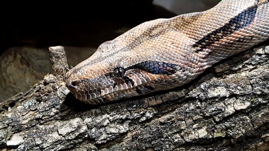 Nature snake animal world